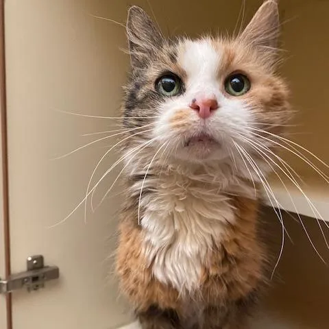 A senior medium-sized female Black Domestic Long Hair cat named Ellie for adoption in Dayton, OH