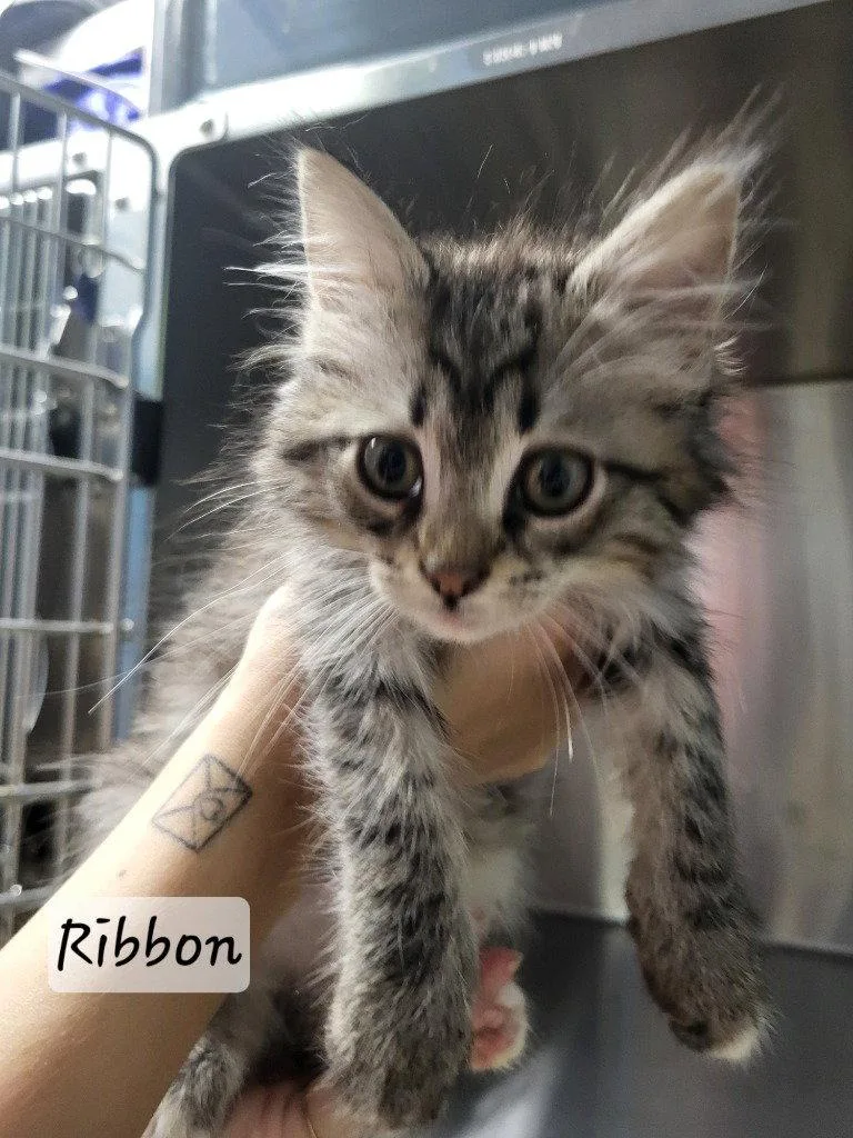 Ribbon
