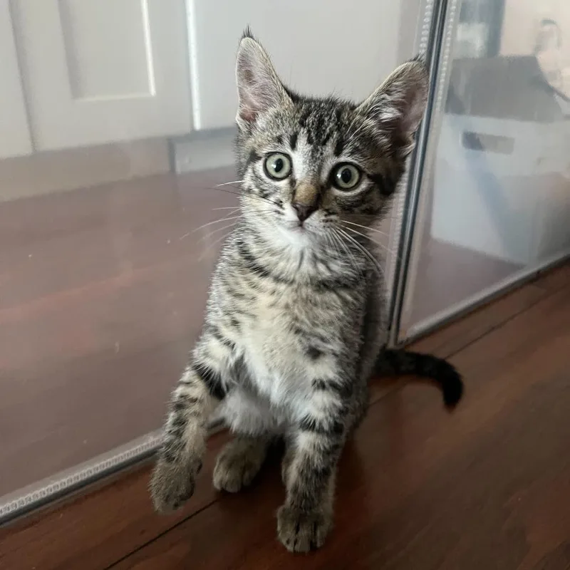 A baby small-sized female Brown / Chocolate Domestic Short Hair cat named Havarti for adoption in Sunnyvale, CA