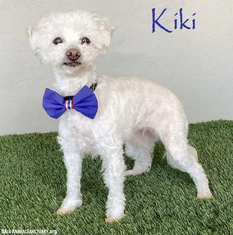 A senior small-sized female White / Cream Maltipoo dog named Kiki for adoption in San Diego, CA