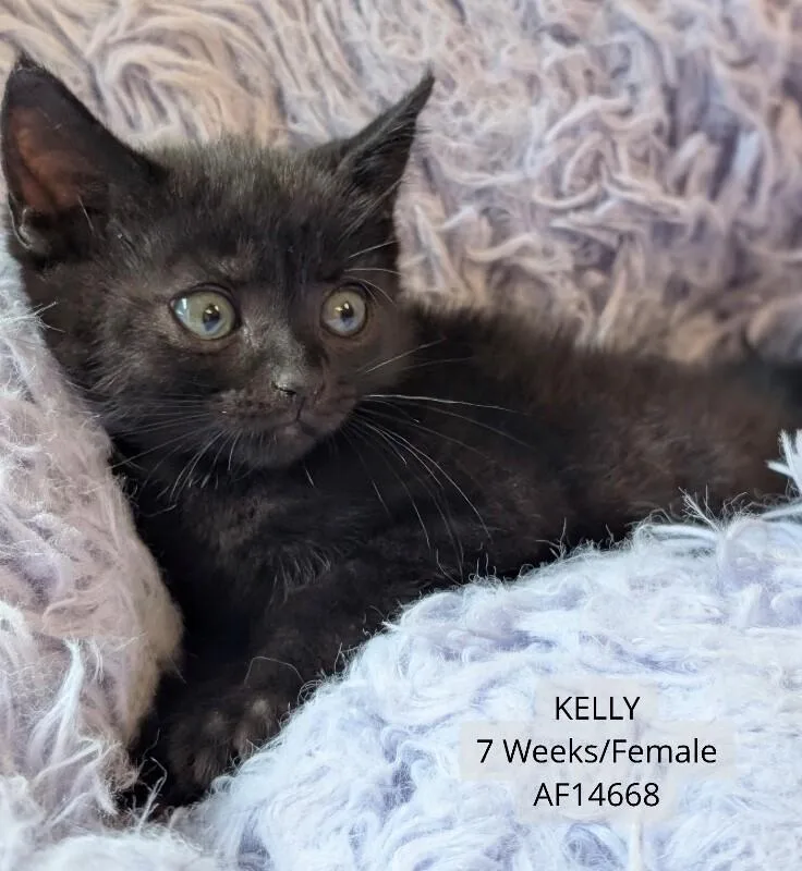 A young medium-sized female Black Domestic Short Hair cat named Kelly for adoption in Supply, NC