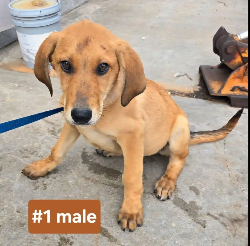 A baby medium-sized male Black and Tan Coonhound dog named Orion for adoption in TULSA, OK