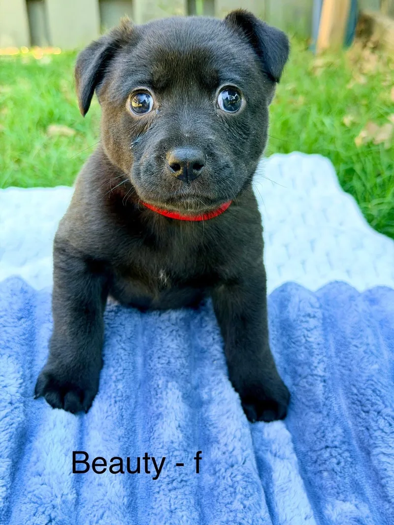 A baby medium-sized female Black Basset Hound dog named Beauty for adoption in Newfoundland, NJ