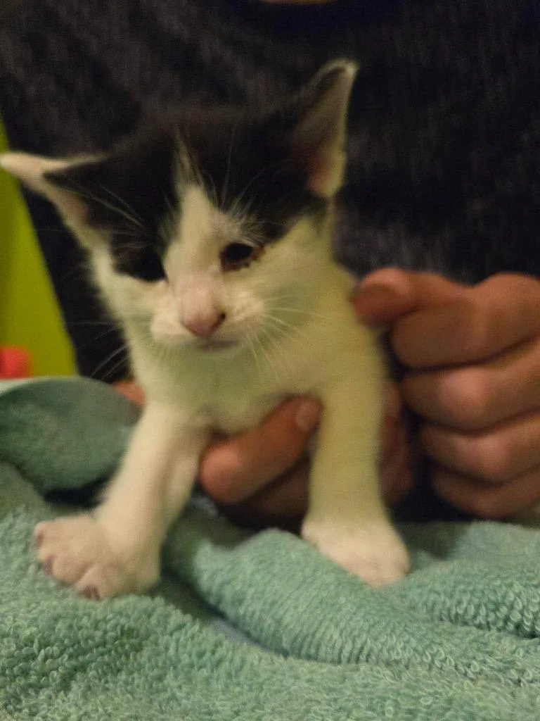 A baby medium-sized male Domestic Short Hair cat named Church for adoption in Cloquet, MN