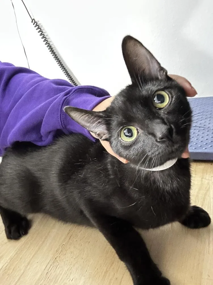A baby medium-sized male Black Domestic Short Hair cat named Inky for adoption in Anoka, MN