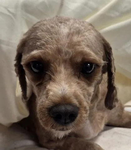 An adult small-sized female Cavalier King Charles Spaniel dog named Bianca for adoption in Kinzers , PA