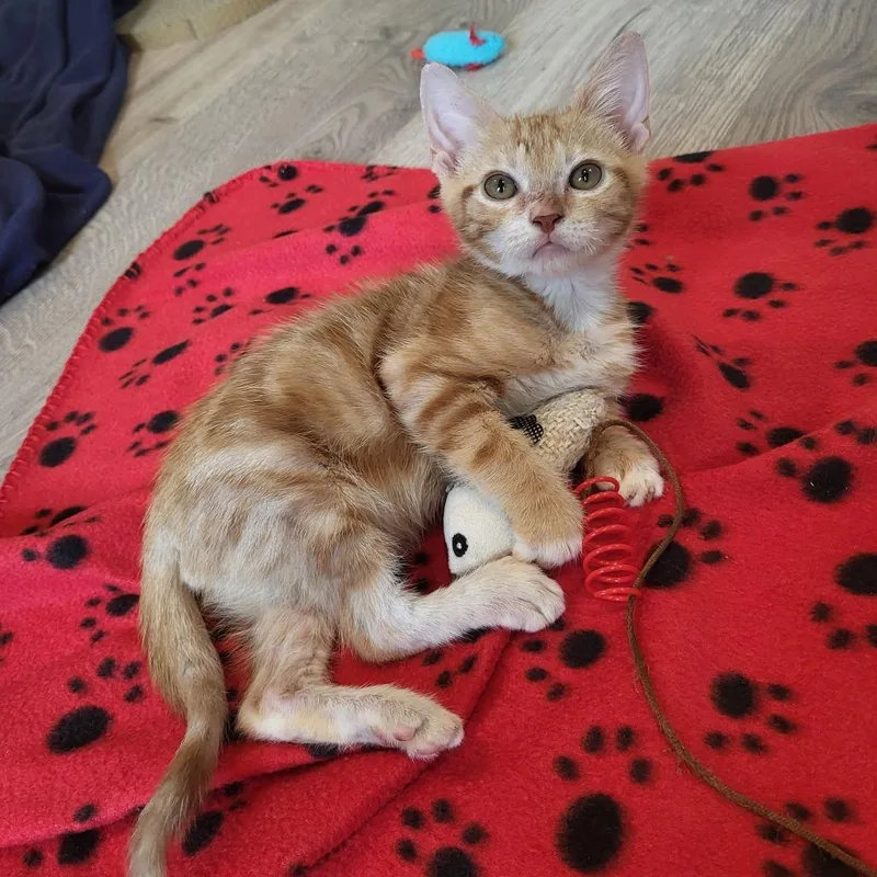 A baby small-sized male Orange / Red Domestic Short Hair cat named Trey for adoption in Houston, TX
