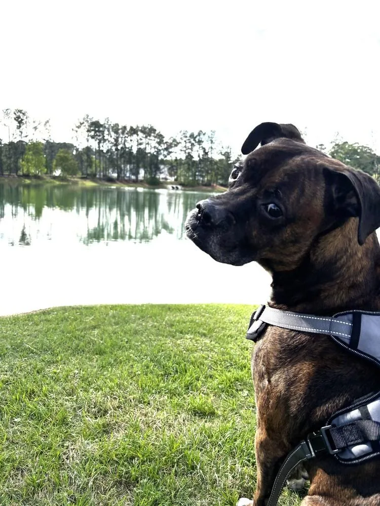 A senior medium-sized male Brindle Boxer dog named Hercules II for adoption in Hewitt, TX