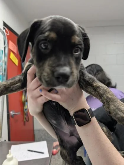 A baby small-sized male Mixed Breed dog named Sawyer for adoption in West Chester, PA