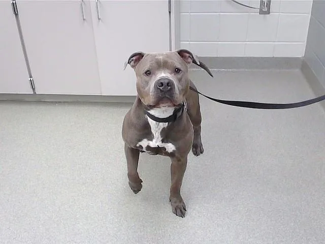 An adult medium-sized male Boxer dog named Gus for adoption in Omaha, NE