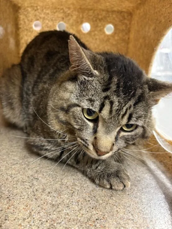 A young large-sized male Domestic Short Hair cat named Bobby for adoption in Hagerstown, MD