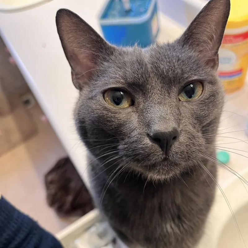 An adult medium-sized male Gray / Blue / Silver Domestic Short Hair cat named Alfalfa for adoption in Lynchburg, VA