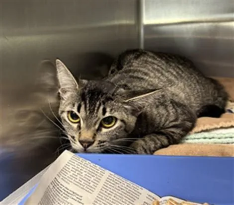 A young small-sized female Domestic Short Hair cat named Bean for adoption in Los Angeles, CA