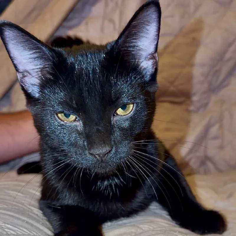 A baby small-sized male Black Domestic Short Hair cat named Salem for adoption in Huntsville, AL