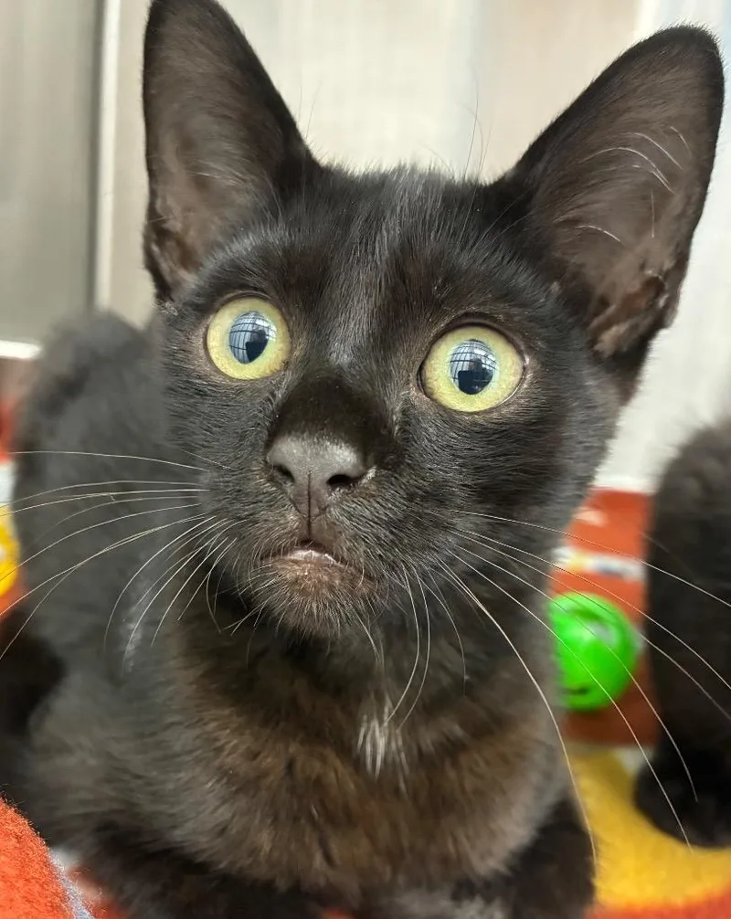 A baby small-sized male Domestic Short Hair cat named Garfunkel for adoption in Hartsville, SC