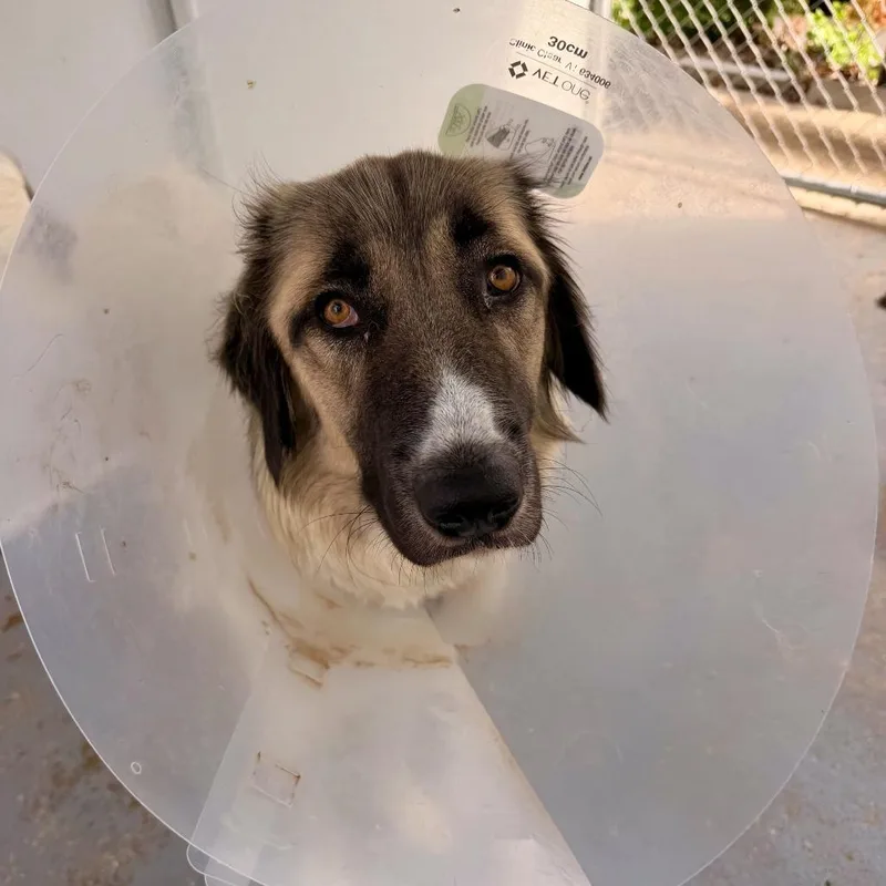 An adult large-sized female Yellow / Tan / Blond / Fawn Mixed Breed dog named Xena for adoption in Davenport, IA