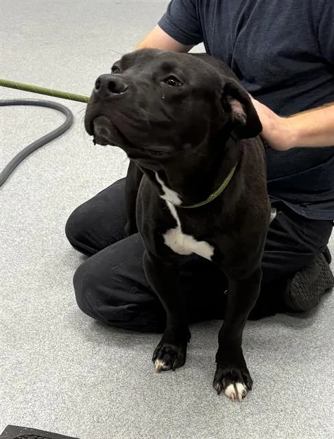 A young medium-sized male Pit Bull Terrier dog named Kane for adoption in Indianapolis, IN