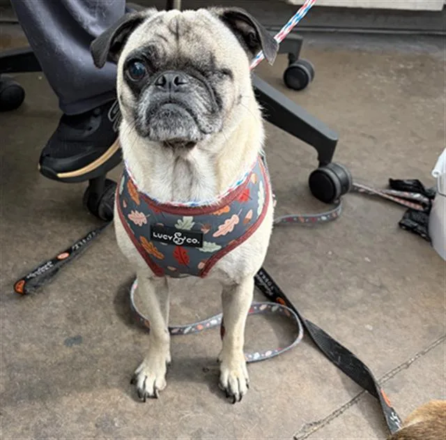 An adult small-sized female Mixed Breed dog named Stella for adoption in Dallas, TX