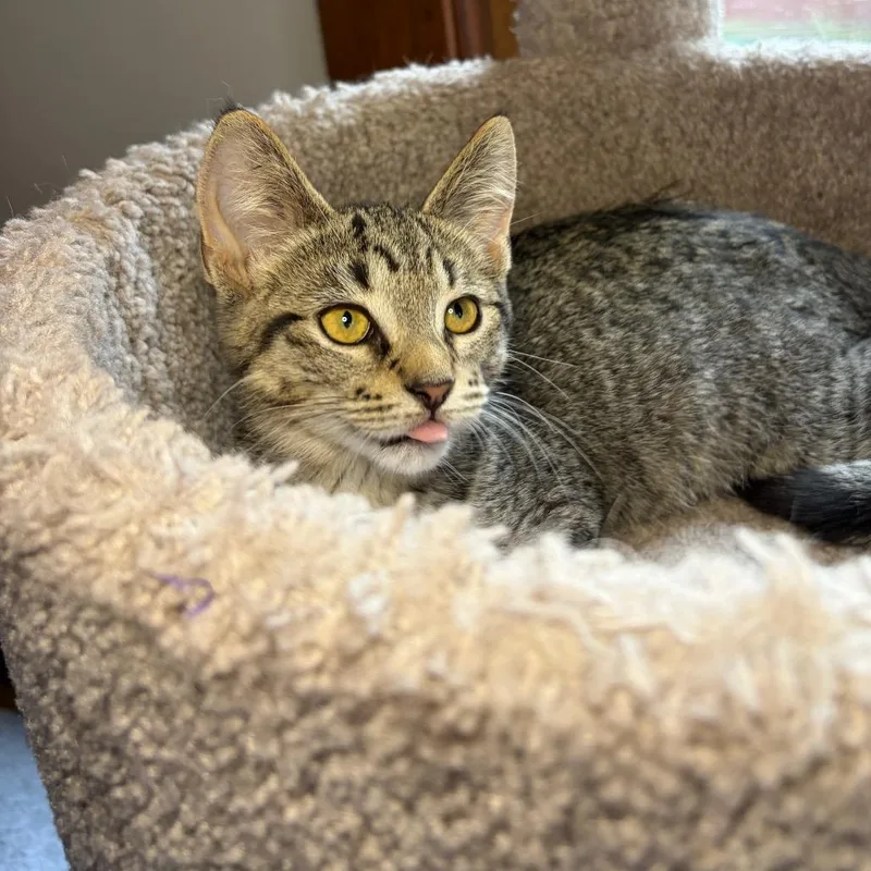 A baby small-sized female Brown / Chocolate Domestic Short Hair cat named Sorrel BurrPurr for adoption in Eaton Rapids, MI