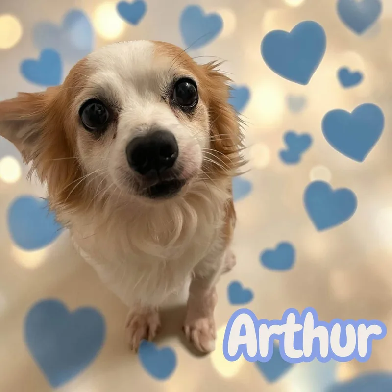 An adult small-sized male Red / Chestnut / Orange Chihuahua dog named Arthur  tiny  for adoption in Chuckey, TN