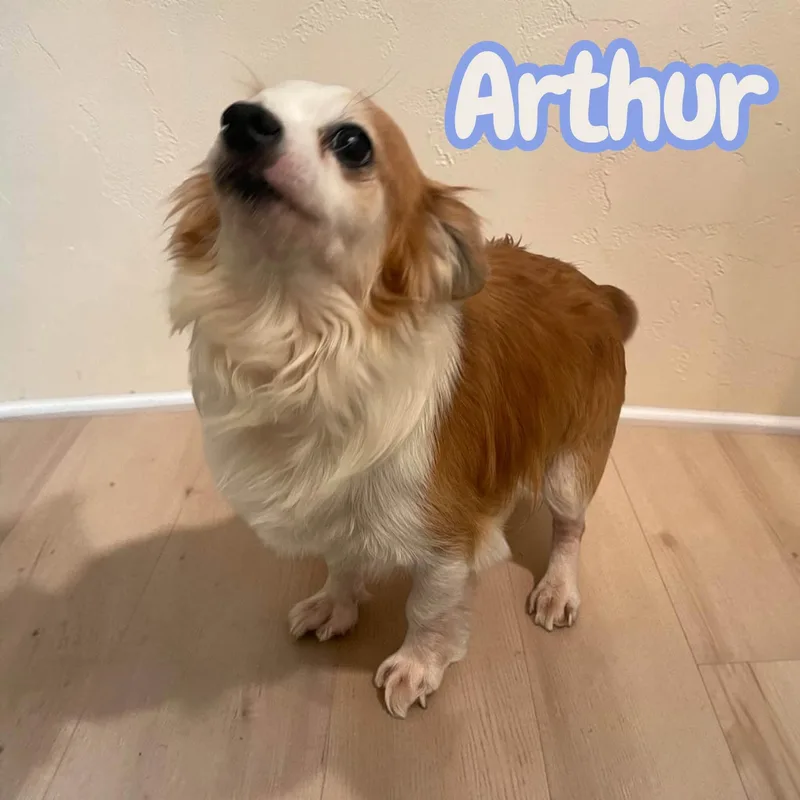 Arthur  tiny  thumbnail 2