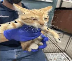 A baby small-sized male Orange & White Domestic Short Hair cat named Theodore for adoption in Ruskin, FL