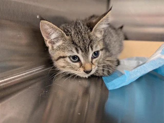 A baby medium-sized female Brown / Chocolate Domestic Short Hair cat named Rocket for adoption in Tavares, FL