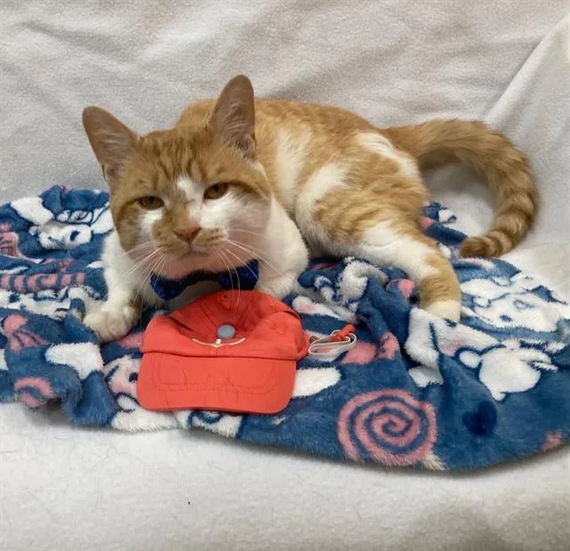 A young small-sized male Domestic Short Hair cat named Creamsicle for adoption in Upper Marlboro, MD