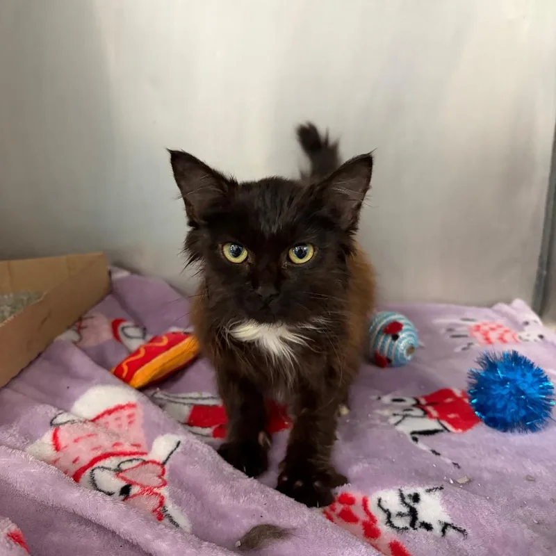 A baby small-sized female Black Domestic Medium Hair cat named Grimy for adoption in Charleston, WV
