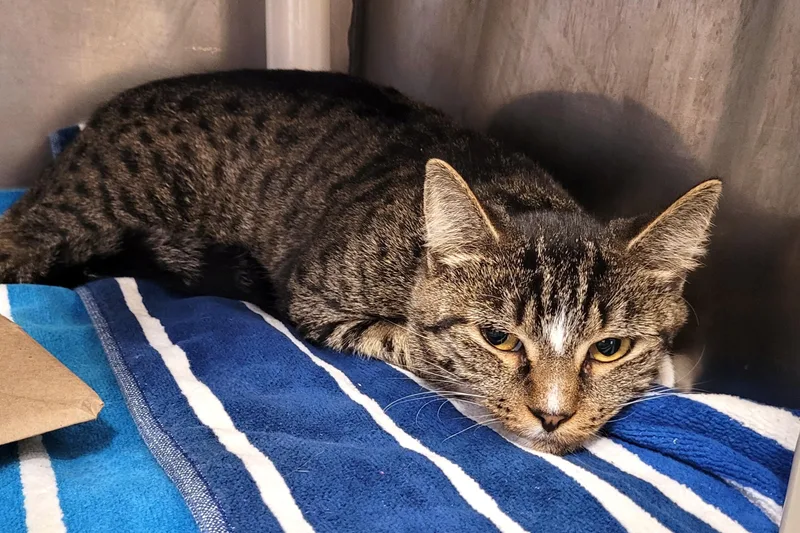 An adult medium-sized female Tabby cat named Beatrice for adoption in New Milford, CT