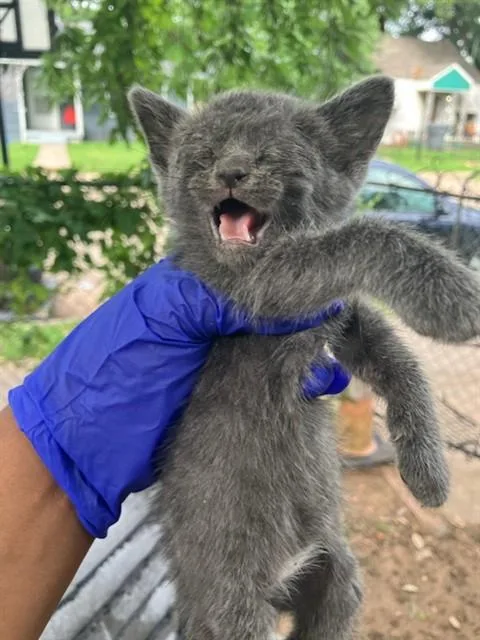 A baby small-sized male Domestic Short Hair cat named Goofy for adoption in Dallas, TX