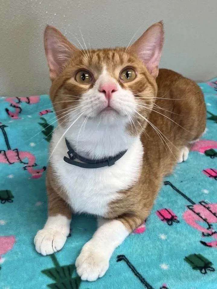 An adult small-sized male Orange & White Domestic Short Hair cat named Cheeto for adoption in Osgood, IN