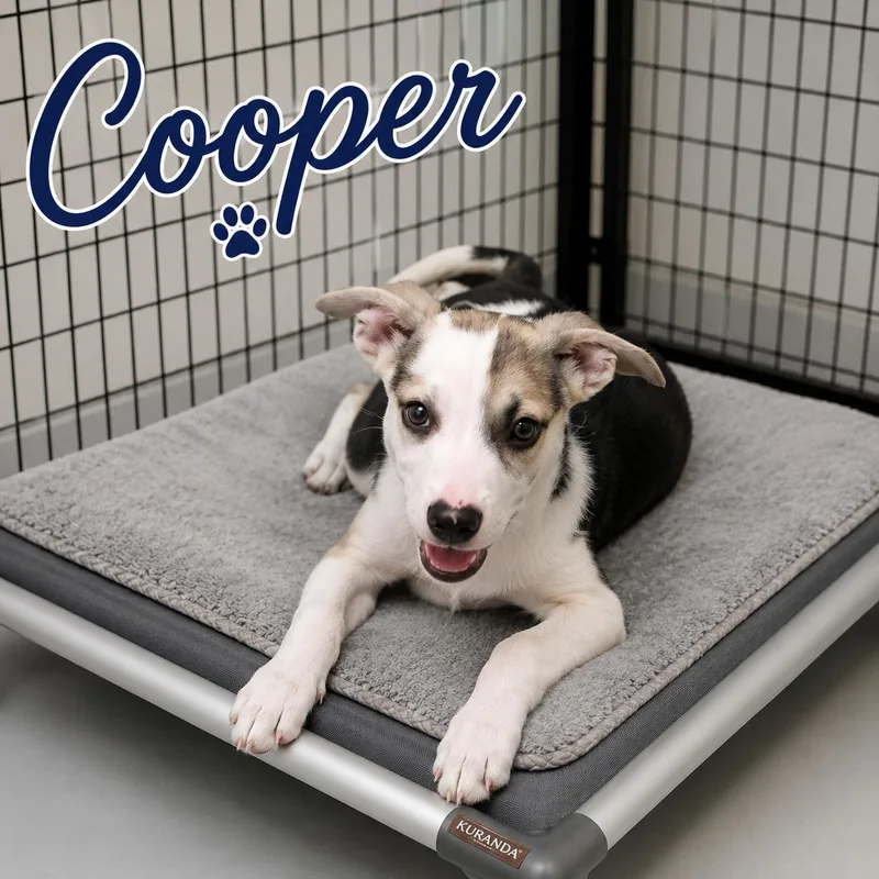 A baby medium-sized male Tricolor (Brown, Black, & White) Carolina Dog dog named Cooper for adoption in Momence, IL