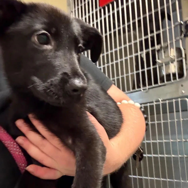 A baby medium-sized female Black Mixed Breed dog named StrayFreemanCourt for adoption in Columbus, GA