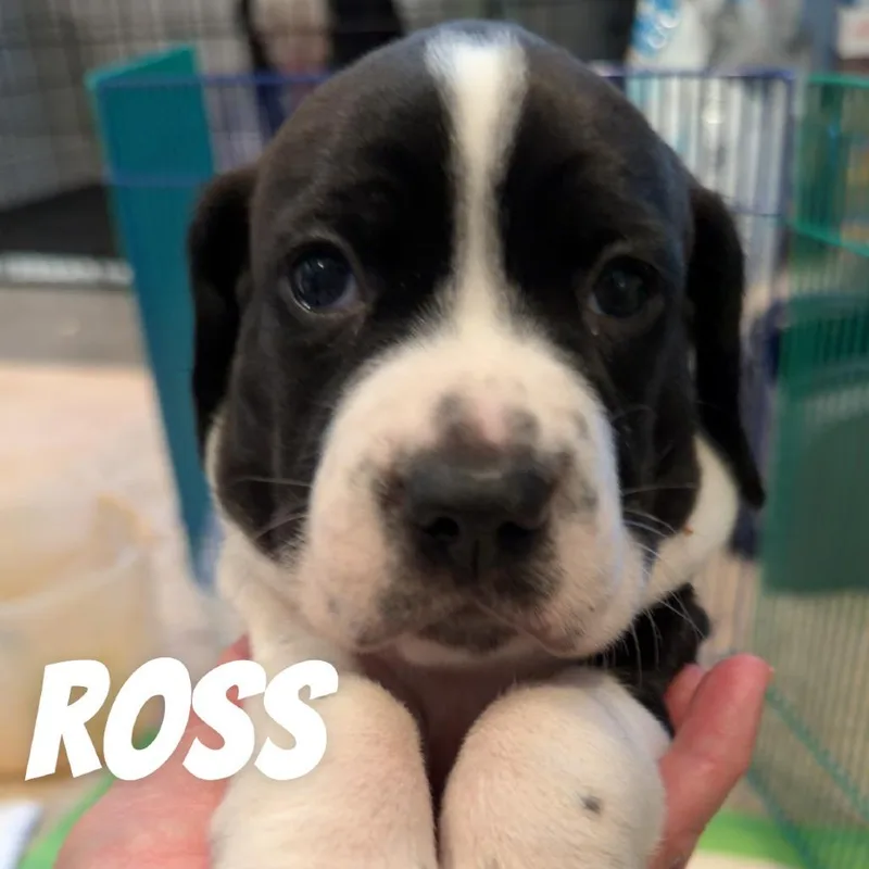 Ross thumbnail 3