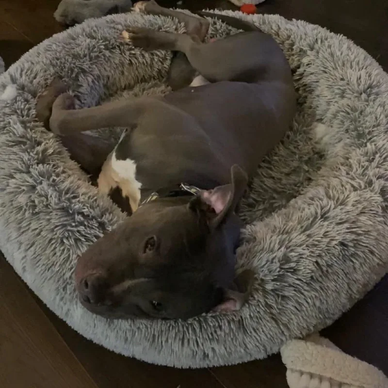 An adult large-sized male Gray / Blue / Silver Pit Bull Terrier dog named Parker for adoption in Brainerd, MN