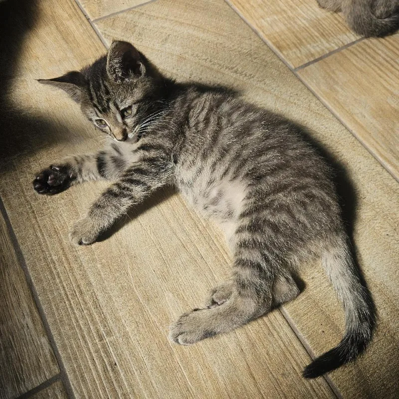 A baby medium-sized male Tabby (Buff / Tan / Fawn) Tabby cat named Ralph for adoption in Fletcher, OK