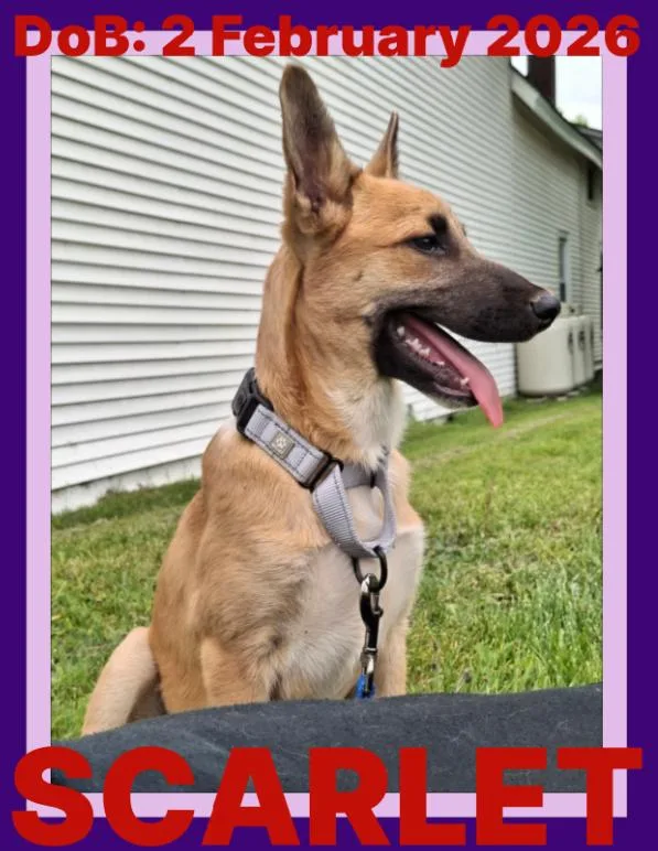 A young medium-sized female German Shepherd Dog dog named Scarlett for adoption in Sebec, ME