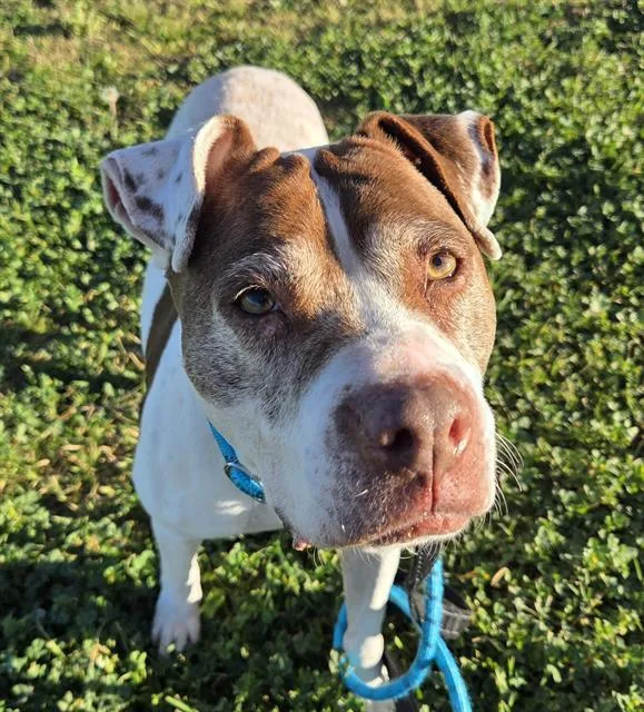 Annabelle thumbnail 2