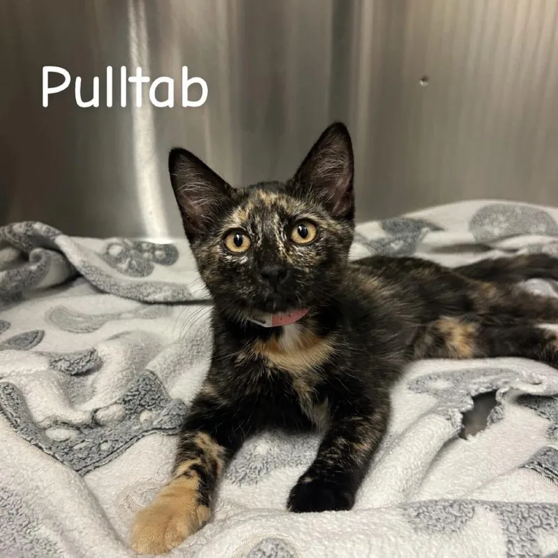 A baby small-sized female Black Domestic Short Hair cat named Pulltab for adoption in Buffalo, MN