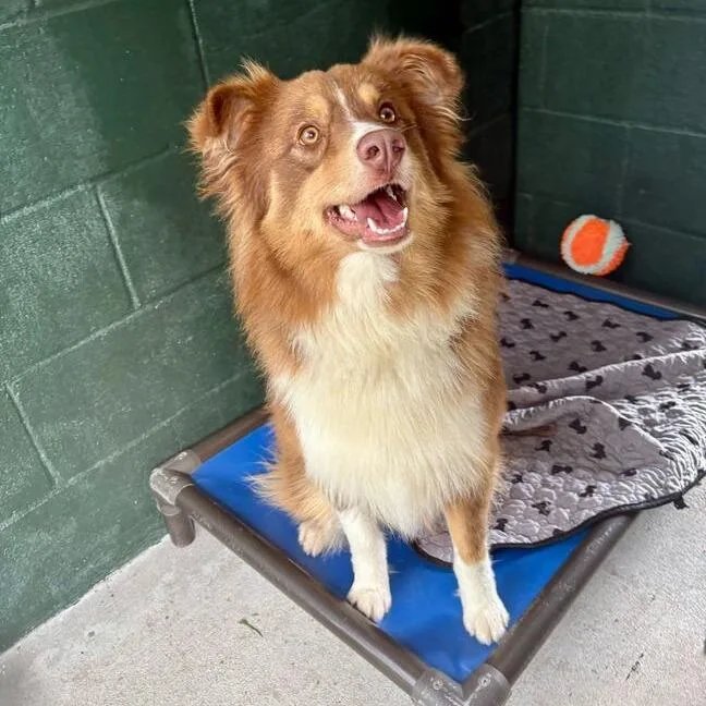 Woodchuck thumbnail 4