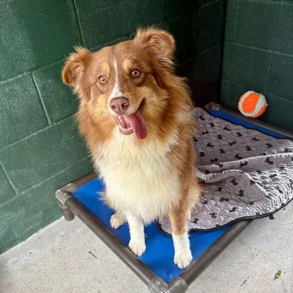 Woodchuck thumbnail 5