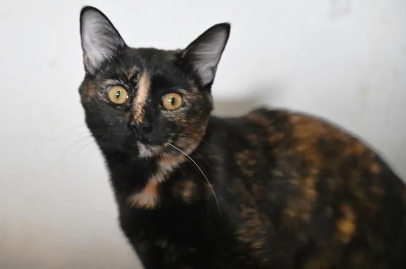 A baby medium-sized female Domestic Short Hair cat named Zelda for adoption in St. James City, FL