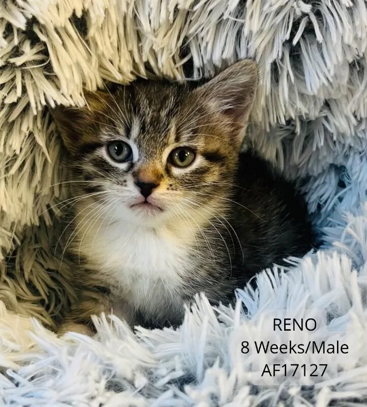 A young medium-sized male Domestic Short Hair cat named Reno for adoption in Supply, NC