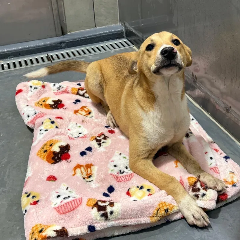 A young small-sized female Yellow / Tan / Blond / Fawn Mixed Breed dog named Rebecca for adoption in Austin, TX