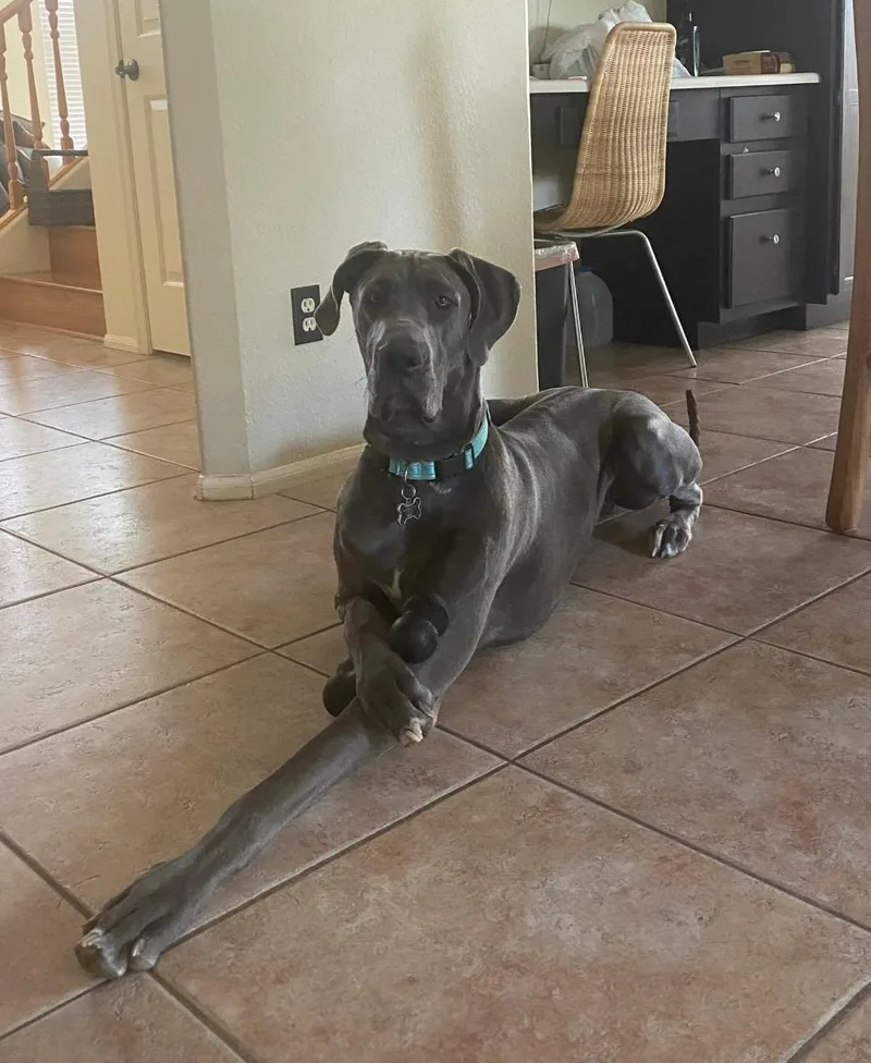 An adult extra large-sized female Gray / Blue / Silver Great Dane dog named Gracie for adoption in Mesa, AZ
