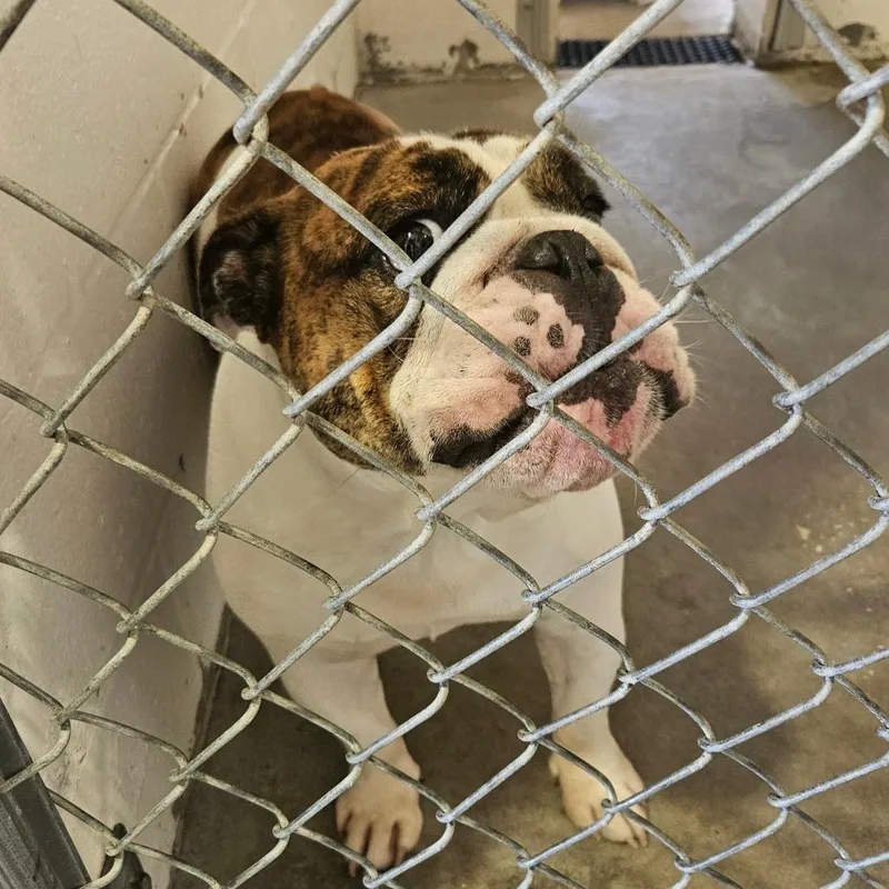 An adult large-sized male Brindle English Bulldog dog named Hero for adoption in Lake Panasoffkee, FL