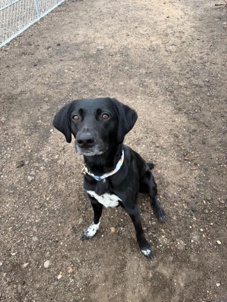 An adult medium-sized male Mixed Breed dog named Mj for adoption in Minot, ND