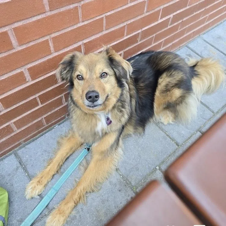 Sophie Fka Ziva