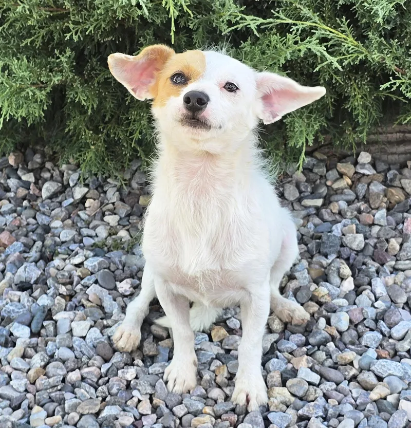 A young small-sized male Rat Terrier dog named Amazing Lil Mr Ayden for adoption in Albuquerque, NM